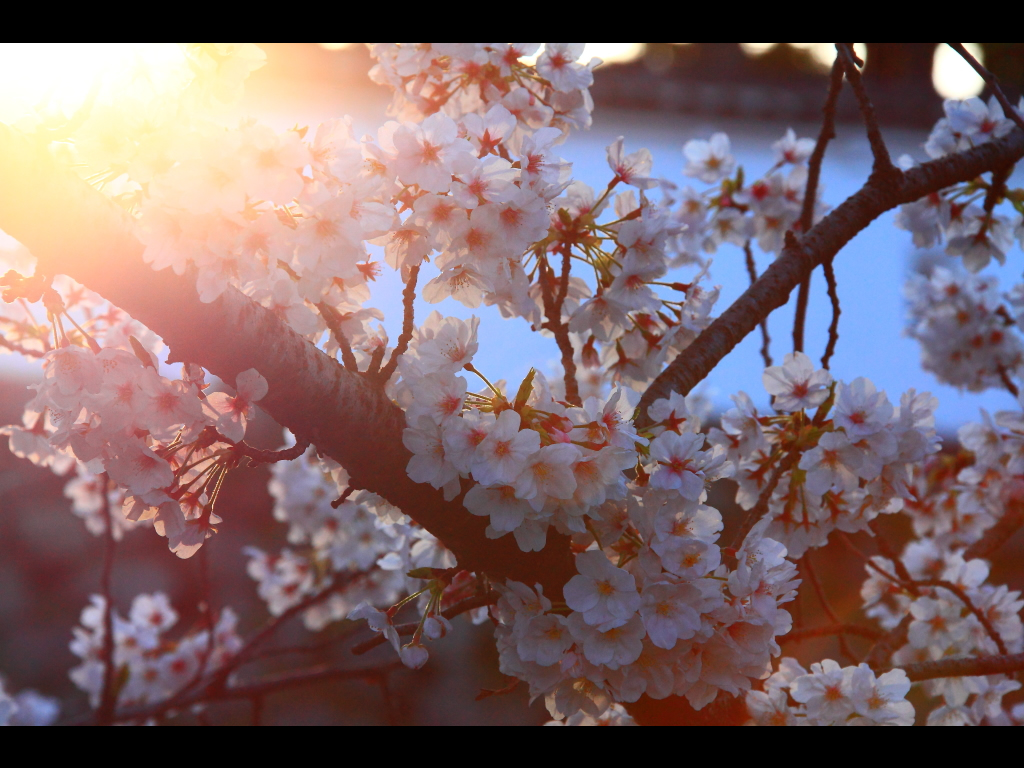 逆光に輝いている桜　左クリックで島原城　桜へ右クリック背景に設定で壁紙へ