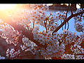逆光に輝いている桜