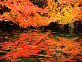 Project autumnal leaves on the Hase pond