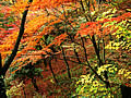 The autumnal leaves of late autumn