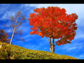 秋の空と一本の紅葉の木