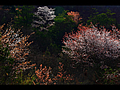 山桜の位置