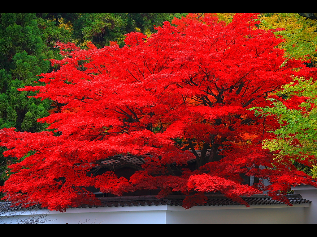 紅葉 Autumn Leaf Color Japaneseclass Jp