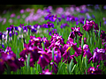 江戸系花しょうぶ　小紫の群落
