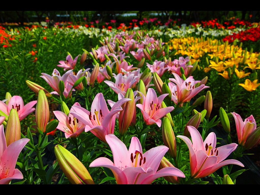 ピンクのゆりの花の群落　左クリックで玉水ゆり園へ右クリック背景に設定で壁紙へ