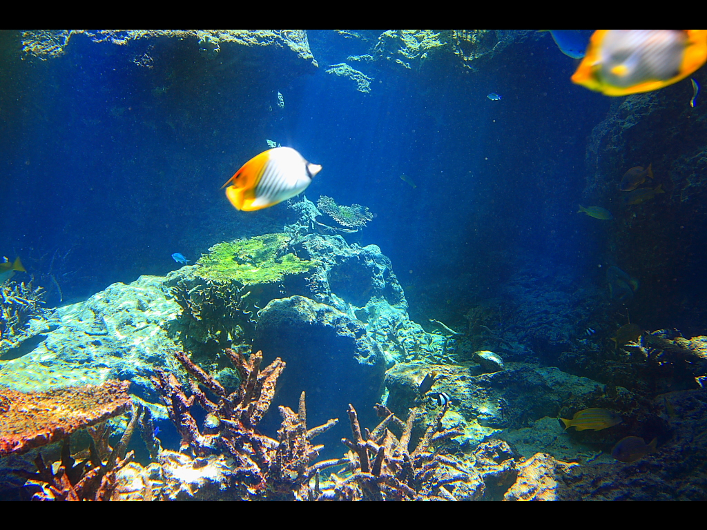 美ら海水族館熱帯魚の海