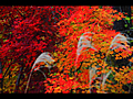 ススキの穂と背景の紅葉