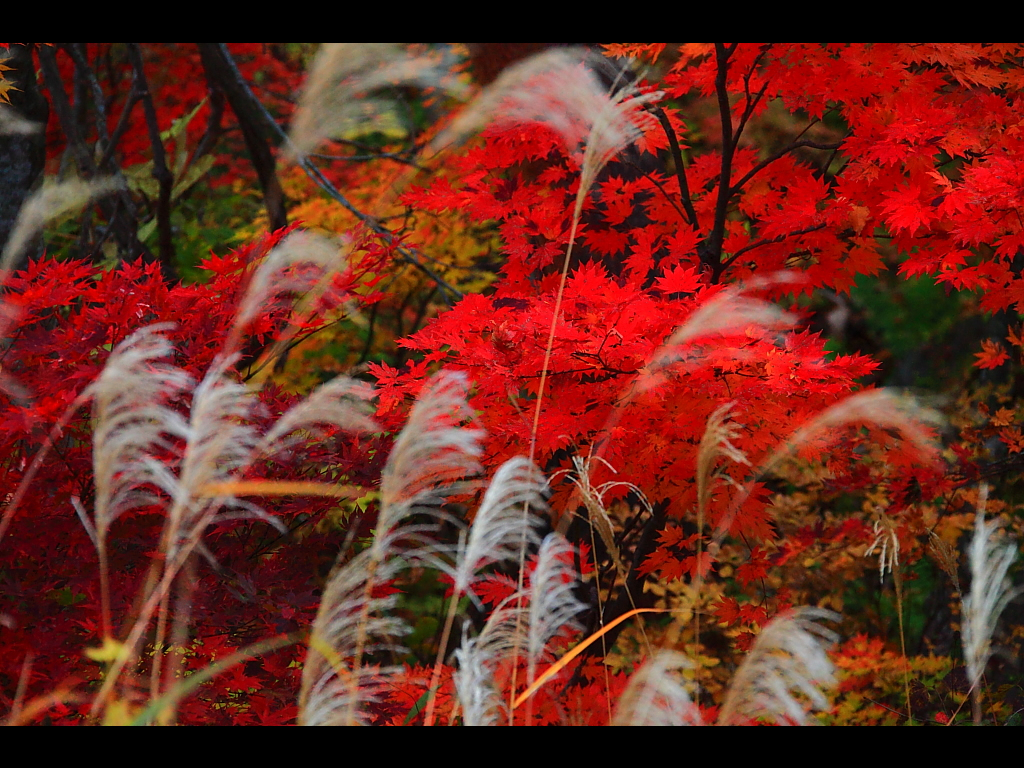 秋のススキの穂と紅葉の美　左クリックで裏磐梯紅葉その１・裏磐梯猫魔ホテルへ右クリック背景に設定で壁紙へ