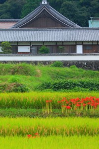 彼岸花と橘寺320×480