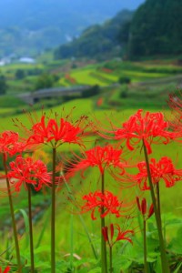 彼岸花越しの里山の風景320x480