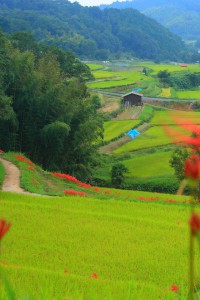 秋の棚田風景640x960