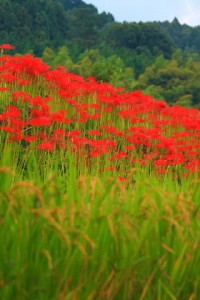 稲穂と彼岸花320×480