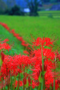 黄緑の稲と彼岸花640×960