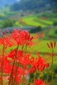彼岸花の咲く里山の風景640×960