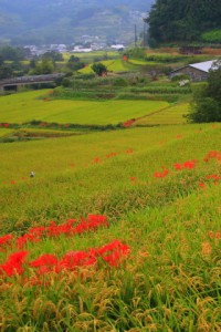 彼岸花の咲く田園風景320×480