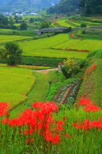 のどかな風景が広がる棚田320×480