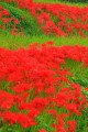 強烈に赤い彼岸花群落320×480