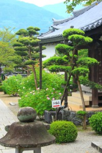 橘寺経堂前の庭320×480