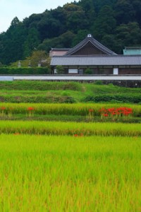 橘寺と彼岸花320×480