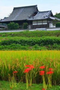 橘寺と彼岸花320×480