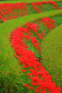 土手一面に咲く彼岸花320×480