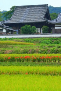 彼岸花と橘寺本堂640×960