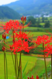 彼岸花越しの里山の風景2 320x480