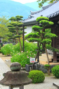 橘寺経堂前の庭640×960