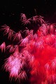 赤い千輪菊の花火320×480