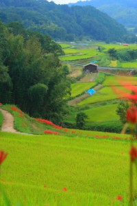 秋の棚田風景320x480