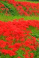 強烈に赤い彼岸花群落640×960
