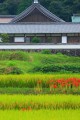 彼岸花と橘寺640×960