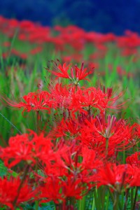 早朝の明日香村の彼岸花640×960