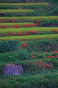 急傾斜の棚田に咲く彼岸花640×960