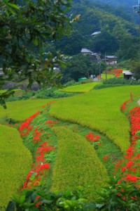 彼岸花満開の棚田640×960