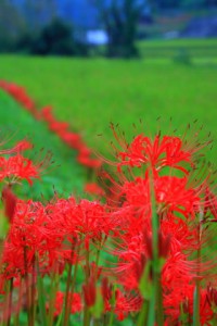 黄緑の稲と彼岸花320×480