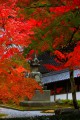 開山堂横にある石塔と紅葉640×960