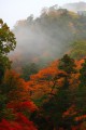 紅葉と霧がかかっている山320×480