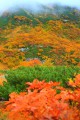 這い松の緑と草紅葉のオレンジ320×480
