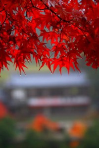 もみじの雨の雫と遠くの建物320×480