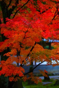 とても繊細な感じのする紅葉640×960