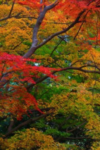 目を引く紅葉の帰り道320×480