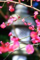 咲き始めたピンクの梅と燈籠640×960
