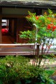 福寿院の中庭の南天の実320×480