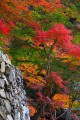 本堂下の石垣と紅葉640×960