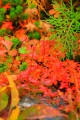とても綺麗な草紅葉の色640×960
