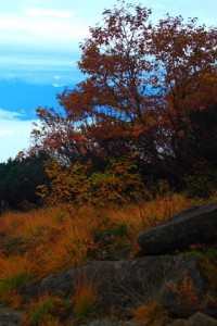 草紅葉の向こうに見える雲海320×480