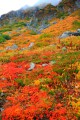 美しい紅葉と対照的な山頂の岩肌640×960