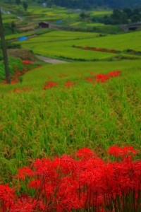 どこまでも続くような棚田640×960