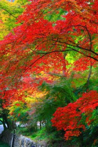 とても美しい本堂に向かう途中の紅葉320×480